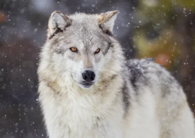 The myth of the lone wolf salesperson is killing careers